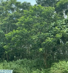 Falcataria moluccana, recorded vegetative