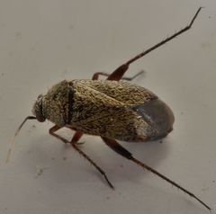 Lepidargyrus ancorifer