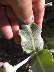 Asclepias californica californica