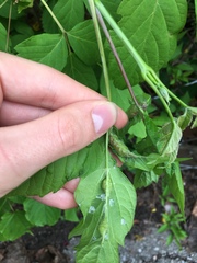 Contarinia negundinis