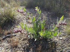 Asclepias californica californica
