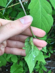 Contarinia negundinis