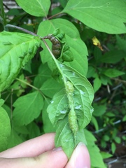 Contarinia negundinis