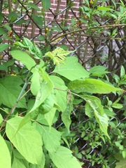 Contarinia negundinis