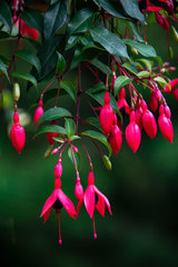 Fuchsia × hybrida