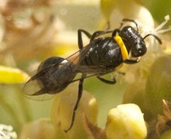 Hylaeus primulipictus