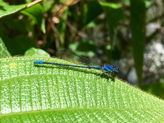 Argia oculata
