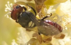 Hylaeus ruficeps ruficeps