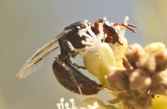 Hylaeus ruficeps ruficeps