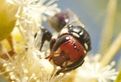 Hylaeus ruficeps ruficeps