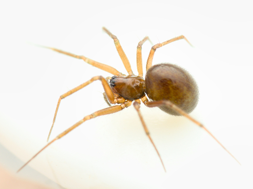 Mansuphantes pseudoarciger
