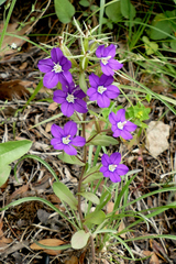 Legousia