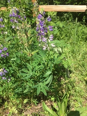 Lupinus rivularis