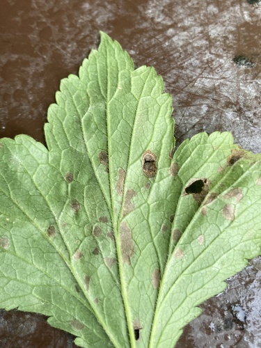Pseudocercospora gei observed 2024-07-06