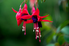 Fuchsia × hybrida