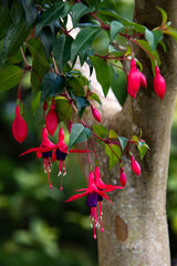 Fuchsia × hybrida
