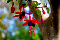 Fuchsia × hybrida