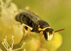 Hylaeus euxanthus