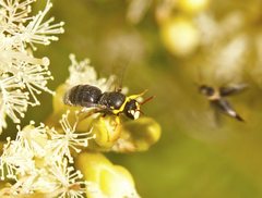 Hylaeus euxanthus