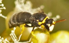Hylaeus euxanthus