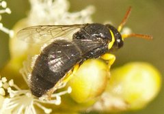 Hylaeus euxanthus