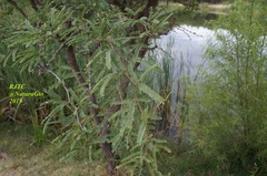 Prosopis laevigata