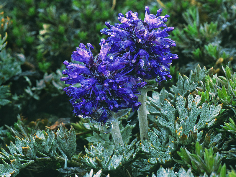 Feather-leaf Kittentail