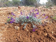 Penstemon californicus