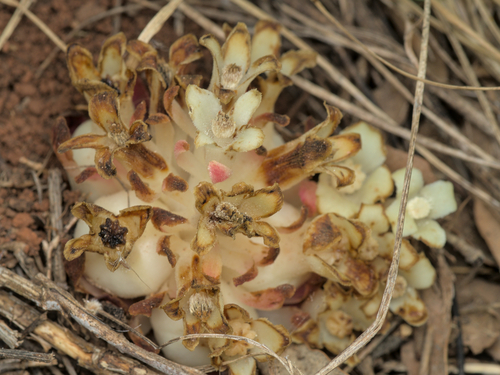 Cytinus ruber (Cytinus ruber)