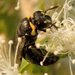 Amiculiform Masked Bee - Photo (c) tjeales, some rights reserved (CC BY-SA), uploaded by tjeales