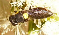 Hylaeus rotundiceps