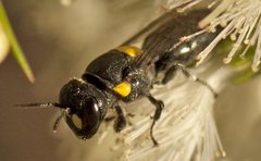 Hylaeus rotundiceps