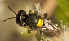 Hylaeus rotundiceps
