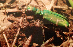 Cicindela tranquebarica sierra