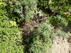Eriophyllum staechadifolium