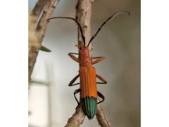 Stenoderus ostricilla
