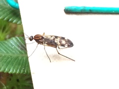 Sylvicola undulatus
