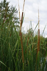 Typha domingensis