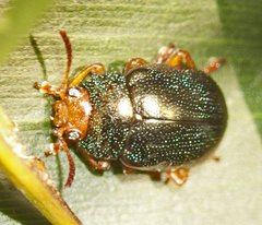 Calomela ruficeps
