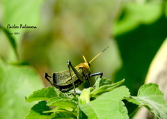 Taeniopoda picticornis