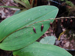 Pleurothallis restrepioides