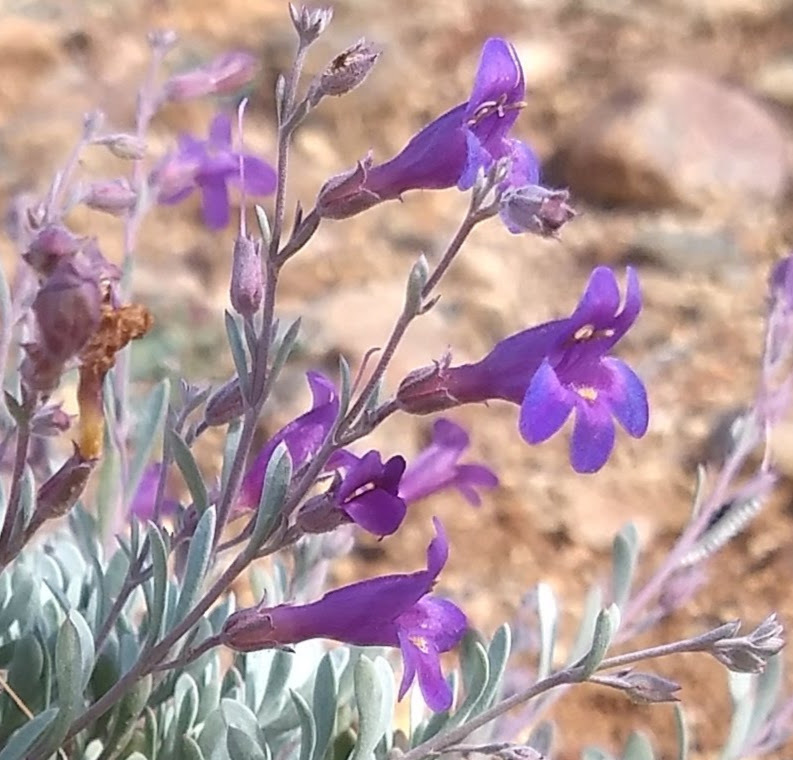 Penstemon californicus