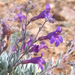 Penstemon californicus - Photo (c) Don Rideout,  זכויות יוצרים חלקיות (CC BY-NC), הועלה על ידי Don Rideout