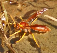 Polistes schach