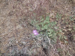 Sidalcea sparsifolia