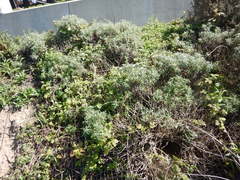 Eriophyllum staechadifolium
