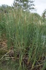 Typha domingensis