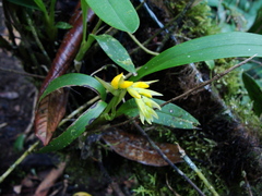 Brassia andina
