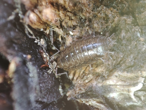 Soteriscus wollastoni
