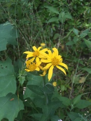 Verbesina helianthoides